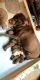 Labrador Retriever Puppies for sale in Oakley, MI 48649, USA. price: NA