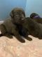 Labrador Retriever Puppies for sale in Eatonville, WA 98328, USA. price: NA