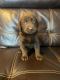 Labrador Retriever Puppies for sale in Finlayson, MN 55735, USA. price: NA