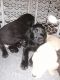 Labrador Retriever Puppies for sale in 3408 Cricket Hollow Ln, Chesapeake, VA 23321, USA. price: NA