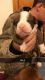 Labrador Retriever Puppies for sale in Kite, GA 31049, USA. price: NA