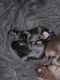Labrador Retriever Puppies for sale in Chester, WV 26034, USA. price: $500