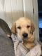 Labrador Retriever Puppies for sale in Appling, GA 30802, USA. price: $800