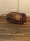 Labrador Retriever Puppies for sale in Maspeth, NY 11378, USA. price: NA