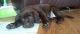 Labrador Retriever Puppies for sale in Saratoga Springs, UT, USA. price: $900