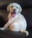 Labrador Retriever Puppies for sale in Saratoga Springs, UT, USA. price: $900