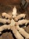 Labrador Retriever Puppies for sale in La Veta, CO 81055, USA. price: $600