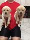 Labrador Retriever Puppies for sale in Baytown, TX, USA. price: NA