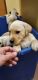 Labrador Retriever Puppies for sale in Mt Pleasant, SC, USA. price: NA