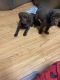 Labrador Retriever Puppies for sale in North Ridgeville, OH, USA. price: $500
