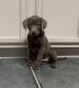 Labrador Retriever Puppies for sale in Montgomery, IN, USA. price: NA