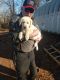 Labrador Retriever Puppies for sale in Queen City, TX 75572, USA. price: NA