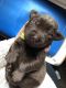 Labrador Retriever Puppies for sale in Baltimore, MD, USA. price: $1,200