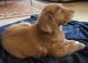 Labrador Retriever Puppies for sale in Coarsegold, CA 93614, USA. price: $800