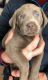 Labrador Retriever Puppies for sale in Post Falls, ID 83854, USA. price: $1,200