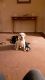 Labrador Retriever Puppies for sale in New Cumberland, PA 17070, USA. price: NA