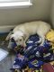 Labrador Retriever Puppies for sale in Chickamauga, GA 30707, USA. price: NA