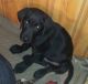 Labrador Retriever Puppies for sale in Brockton, MA, USA. price: $600