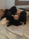 Labrador Retriever Puppies for sale in 28 Brays Dr, Lugoff, SC 29078, USA. price: NA