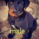 Labrador Retriever Puppies for sale in Hamilton, AL, USA. price: $300