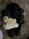 Labrador Retriever Puppies for sale in Cullom, IL 60929, USA. price: NA