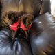 Labrador Retriever Puppies for sale in 11715 State St, Draper, UT 84020, USA. price: $400