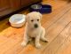 Labrador Retriever Puppies for sale in Ashburnham, MA, USA. price: $1,200