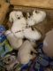 Labrador Retriever Puppies for sale in Laveen Village, Phoenix, AZ, USA. price: NA