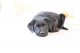 Labrador Retriever Puppies for sale in Front Royal, VA 22630, USA. price: $500