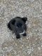 Labrador Retriever Puppies for sale in Utah County, UT, USA. price: $120