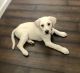 Labrador Retriever Puppies for sale in Sacramento, CA, USA. price: $900