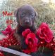 Labrador Retriever Puppies for sale in Lucedale, MS 39452, USA. price: $400