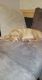 Labrador Retriever Puppies for sale in Blanchard, LA, USA. price: NA