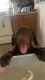 Labrador Retriever Puppies for sale in Pasadena, MD 21122, USA. price: $550