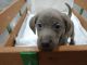Labrador Retriever Puppies for sale in Montgomery, IN, USA. price: $800