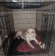 Labrador Retriever Puppies for sale in Goshen, IN, USA. price: NA
