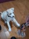Labrador Retriever Puppies for sale in Brooklyn, NY, USA. price: NA
