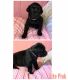 Labrador Retriever Puppies for sale in 3243 Bethany Rd, Rustburg, VA 24588, USA. price: $600