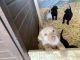Labrador Retriever Puppies for sale in Elkhart, TX 75839, USA. price: NA