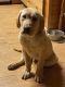 Labrador Retriever Puppies for sale in Stephenville, TX 76401, USA. price: NA