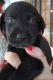 Labrador Retriever Puppies for sale in New Port Richey, FL, USA. price: NA