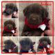 Labrador Retriever Puppies for sale in Elko, NV 89801, USA. price: NA