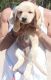 Labrador Retriever Puppies for sale in Sringeri, Karnataka 577139, India. price: 7000 INR