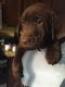 Labrador Retriever Puppies for sale in Liberty Center, OH 43532, USA. price: NA