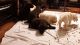 Labrador Retriever Puppies for sale in Middletown, OH, USA. price: NA