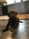 Labrador Retriever Puppies for sale in Summit, MS, USA. price: NA