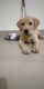 Labrador Retriever Puppies for sale in M S R Nagar, Mathikere, Bengaluru, Karnataka 560054, India. price: 8000 INR