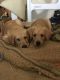 Labrador Retriever Puppies for sale in Tyner, NC 27980, USA. price: NA