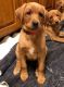 Labrador Retriever Puppies for sale in Russellville, AR, USA. price: $600