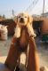 Labrador Retriever Puppies for sale in Indane Nagar, Jagir Ammapalayam, Salem, Tamil Nadu 636302, India. price: 5000 INR
